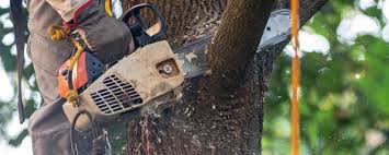 Best Tree Trimming and Pruning  in St Paul, TX