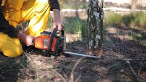 Trusted St Paul, TX Tree Services Experts