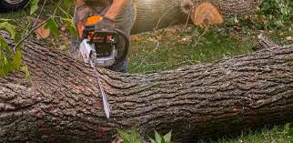 Best Lawn Disease Treatment  in St Paul, TX