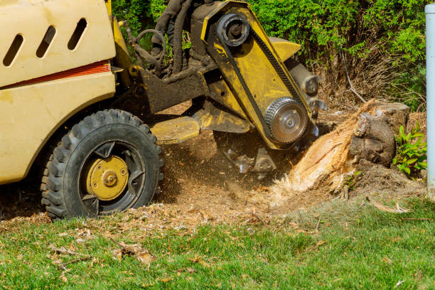 Best Lawn Irrigation Installation and Maintenance  in St Paul, TX