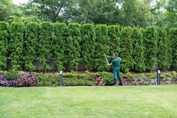 Lawn Watering Services in St Paul, TX