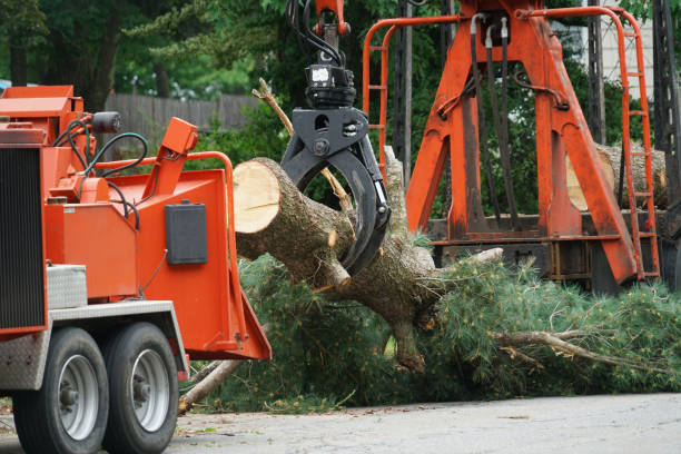 Best Organic Lawn Care Solutions  in St Paul, TX