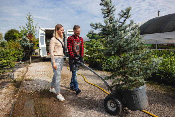How Our Tree Care Process Works  in  St Paul, TX