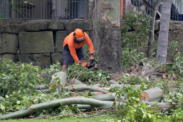 Best Storm Damage Tree Cleanup  in St Paul, TX
