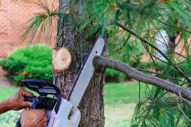 Best Tree Cabling and Bracing  in St Paul, TX